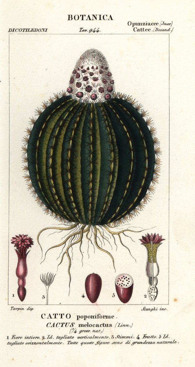 Dinnye kaktusz, Melocactus caroli-linnaei alkotó: Stanghi Stanghi