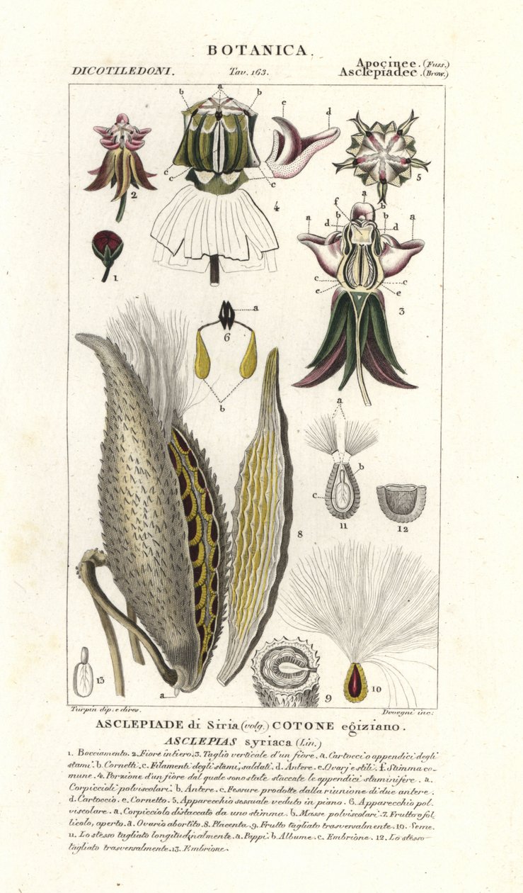 Tejútfű, Asclepias syriaca alkotó: Stanghi Stanghi