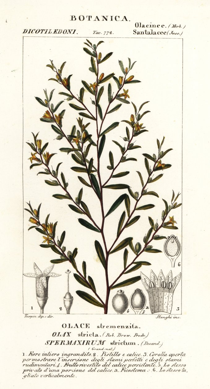 Olax stricta alkotó: Stanghi Stanghi