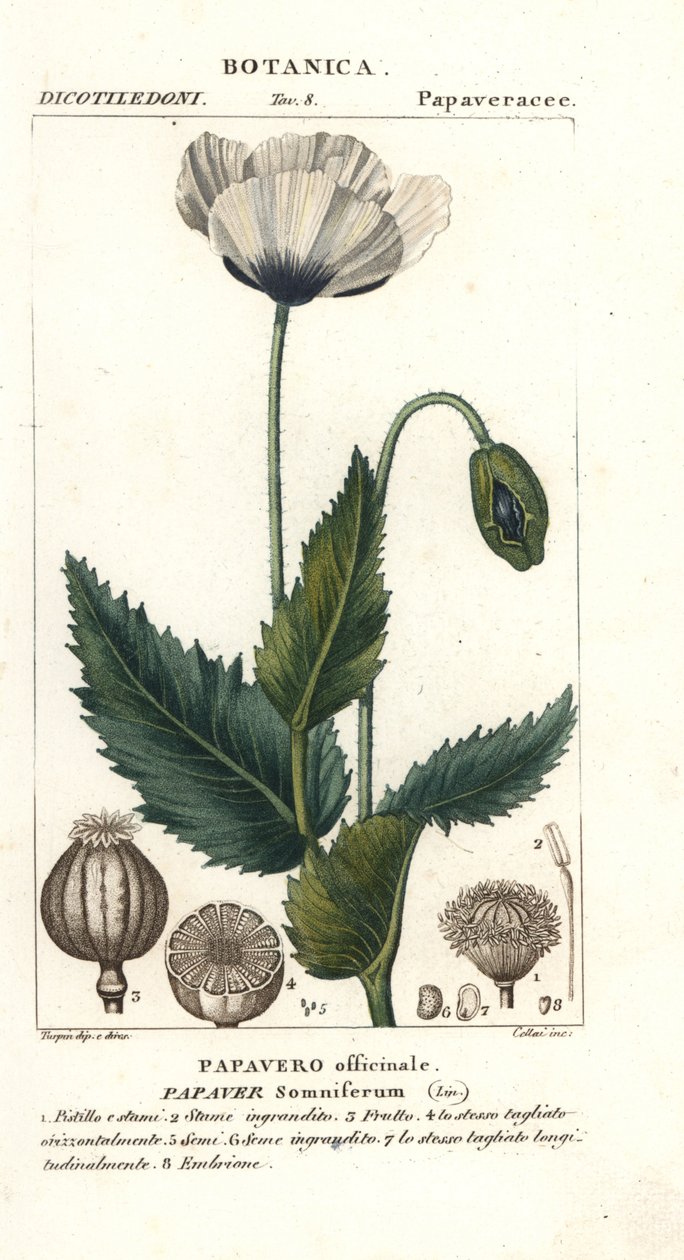 Ópium mák, Popaver álmos, Popaver officinale alkotó: Stanghi Stanghi