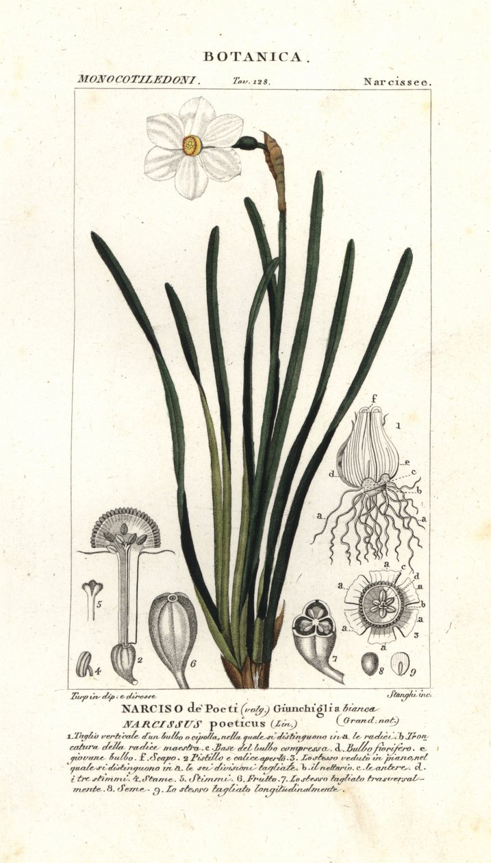 Költő nárcisz, Narcissus poeticus alkotó: Stanghi Stanghi