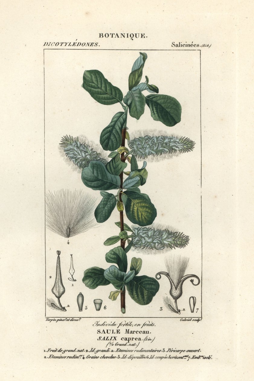 Pussy fűz, Salix caprea alkotó: Stanghi Stanghi