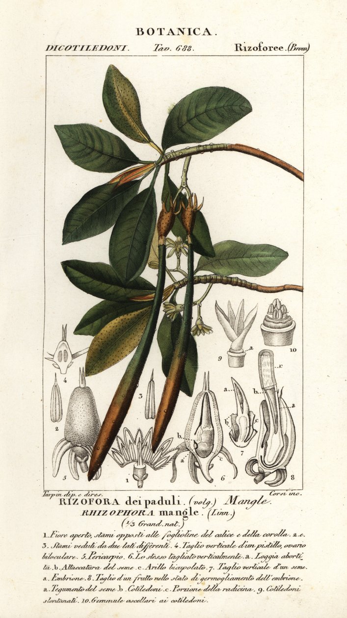 Vörös mangrove, Rhizophora mangle alkotó: Stanghi Stanghi