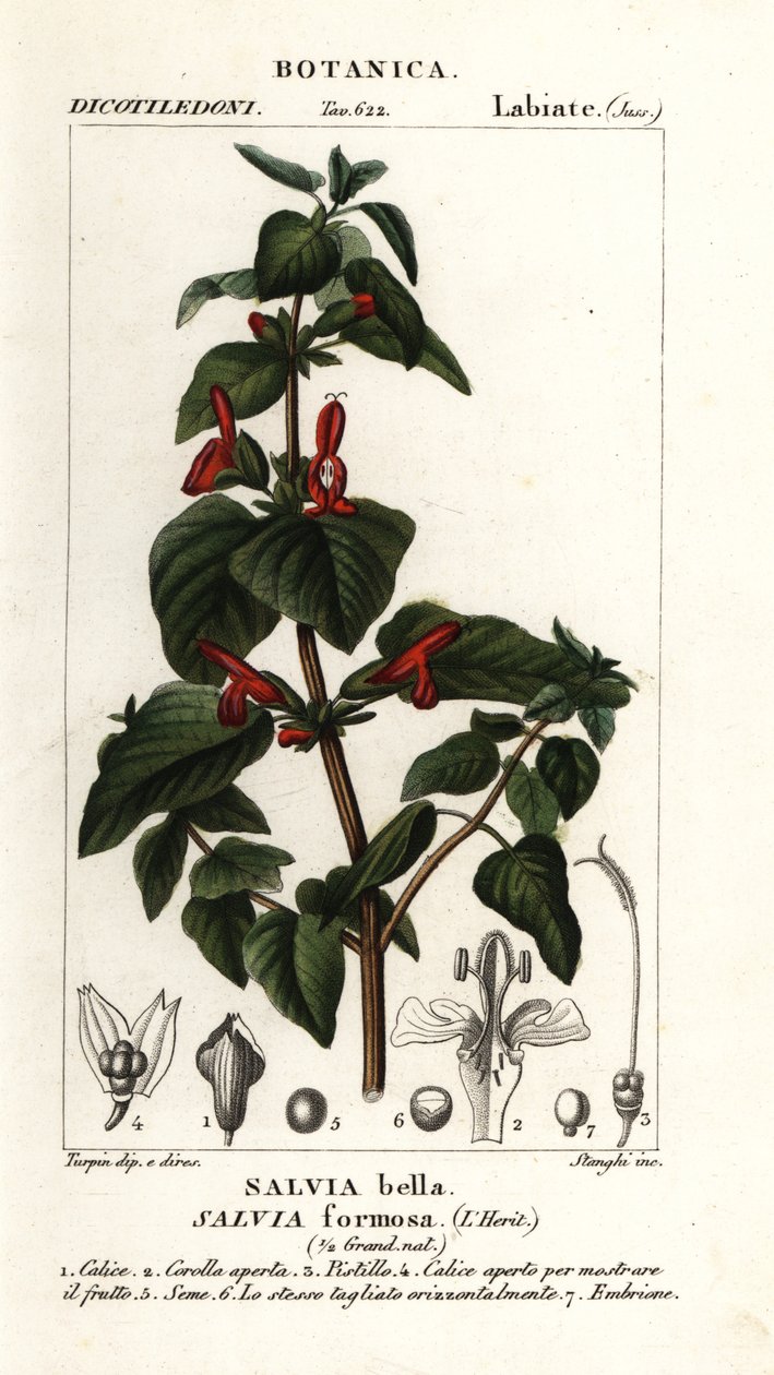 Fényes levelű zsálya, Salvia formosa alkotó: Stanghi Stanghi