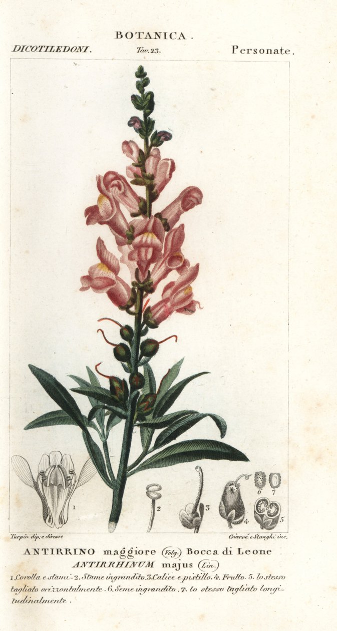 Snapdragon, Antirrhinus major alkotó: Stanghi Stanghi