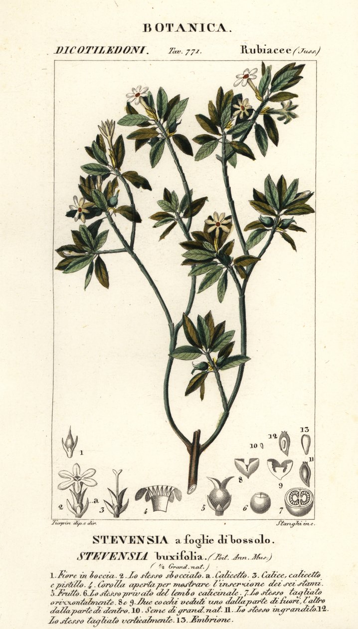 Stevensia buxifolia alkotó: Stanghi Stanghi