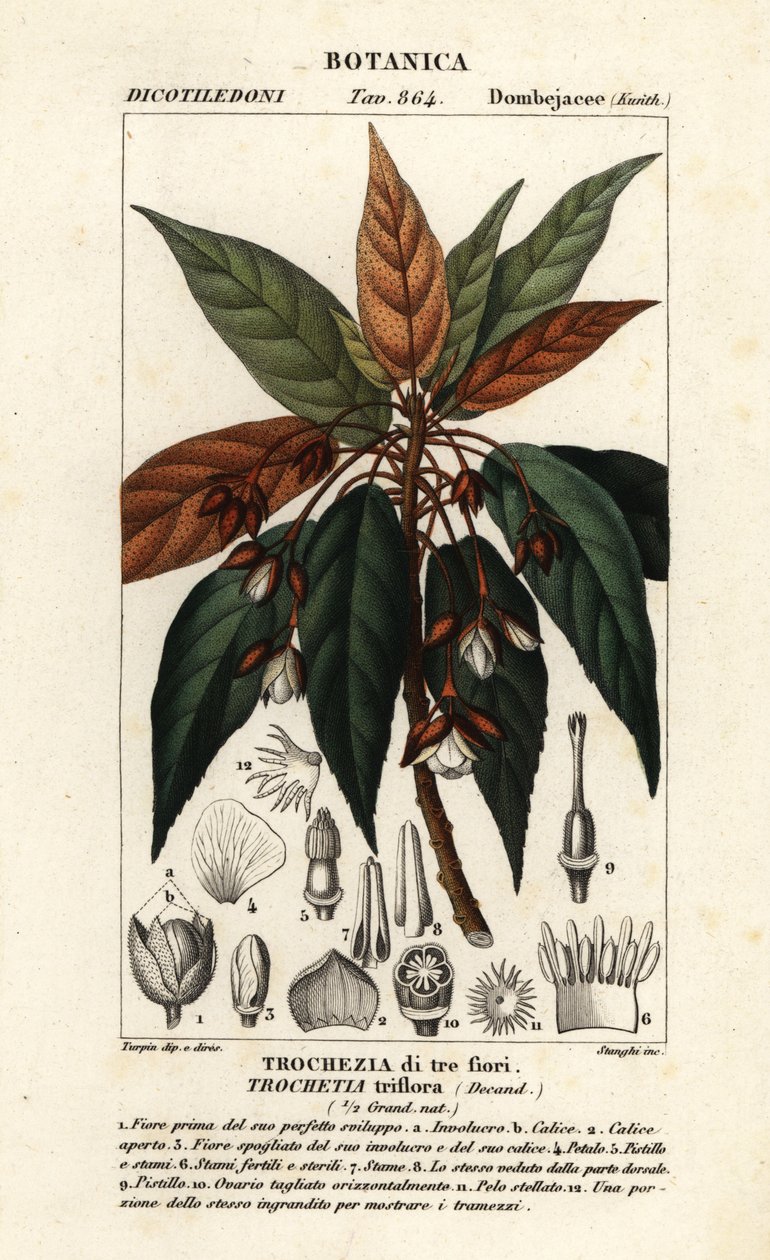 Trochetia triflora alkotó: Stanghi Stanghi