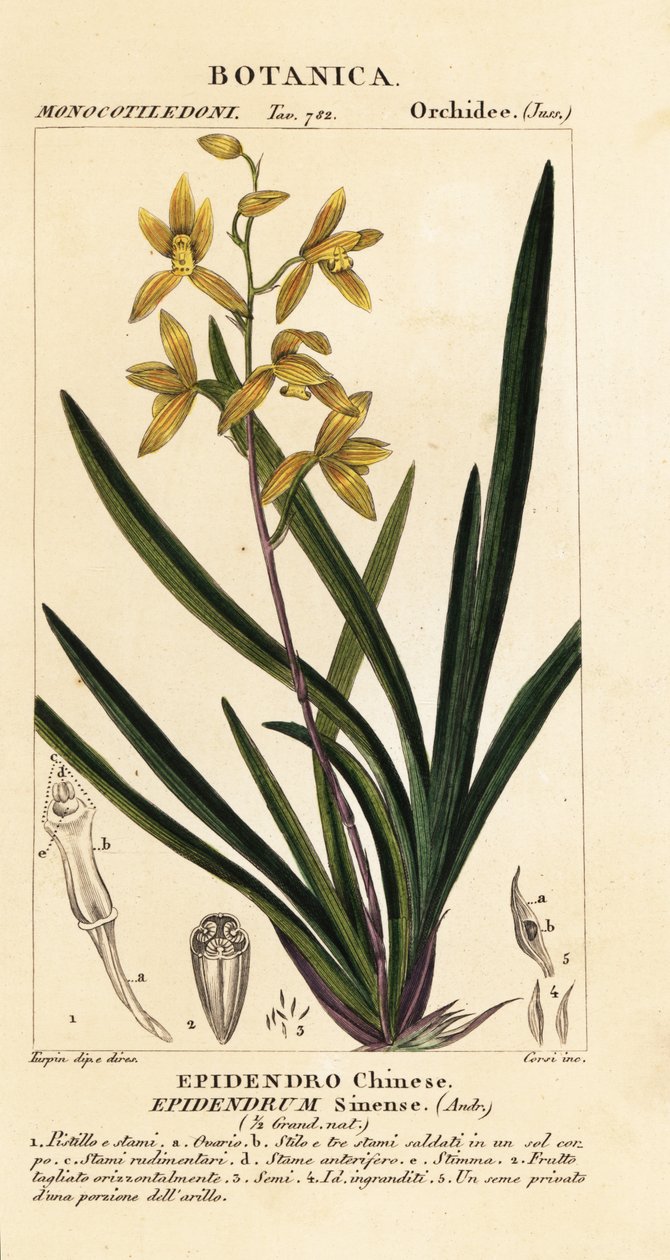 Egy haldokló orchidea, Cymbidium sinense alkotó: Stanghi Stanghi
