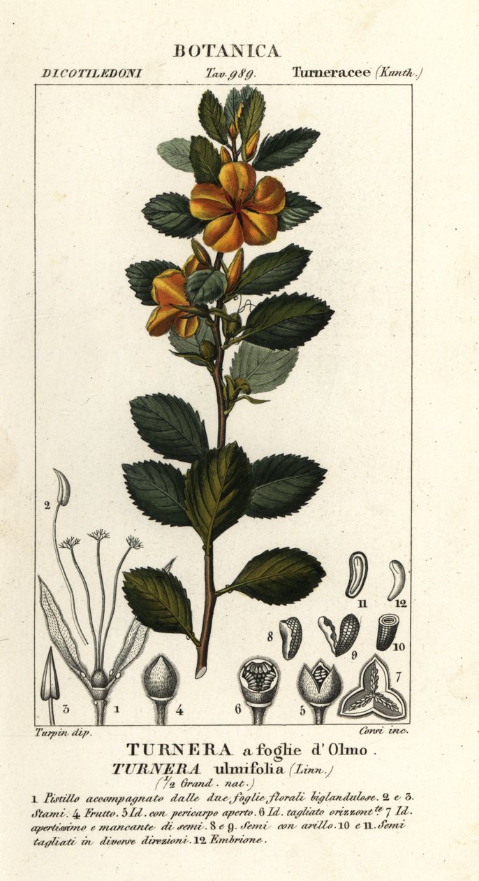 Sárga éger, Turnera ulmifolia alkotó: Stanghi Stanghi