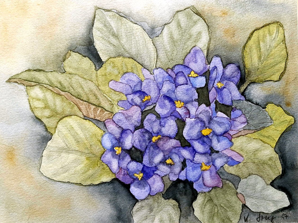 afrikai ibolya alkotó: Steegs Art Karin
