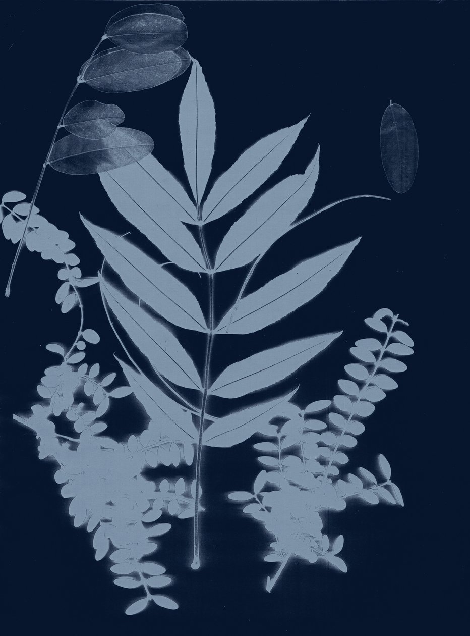 Cyan Foliage 01, 2017 (digitális) alkotó: Stephen Dow