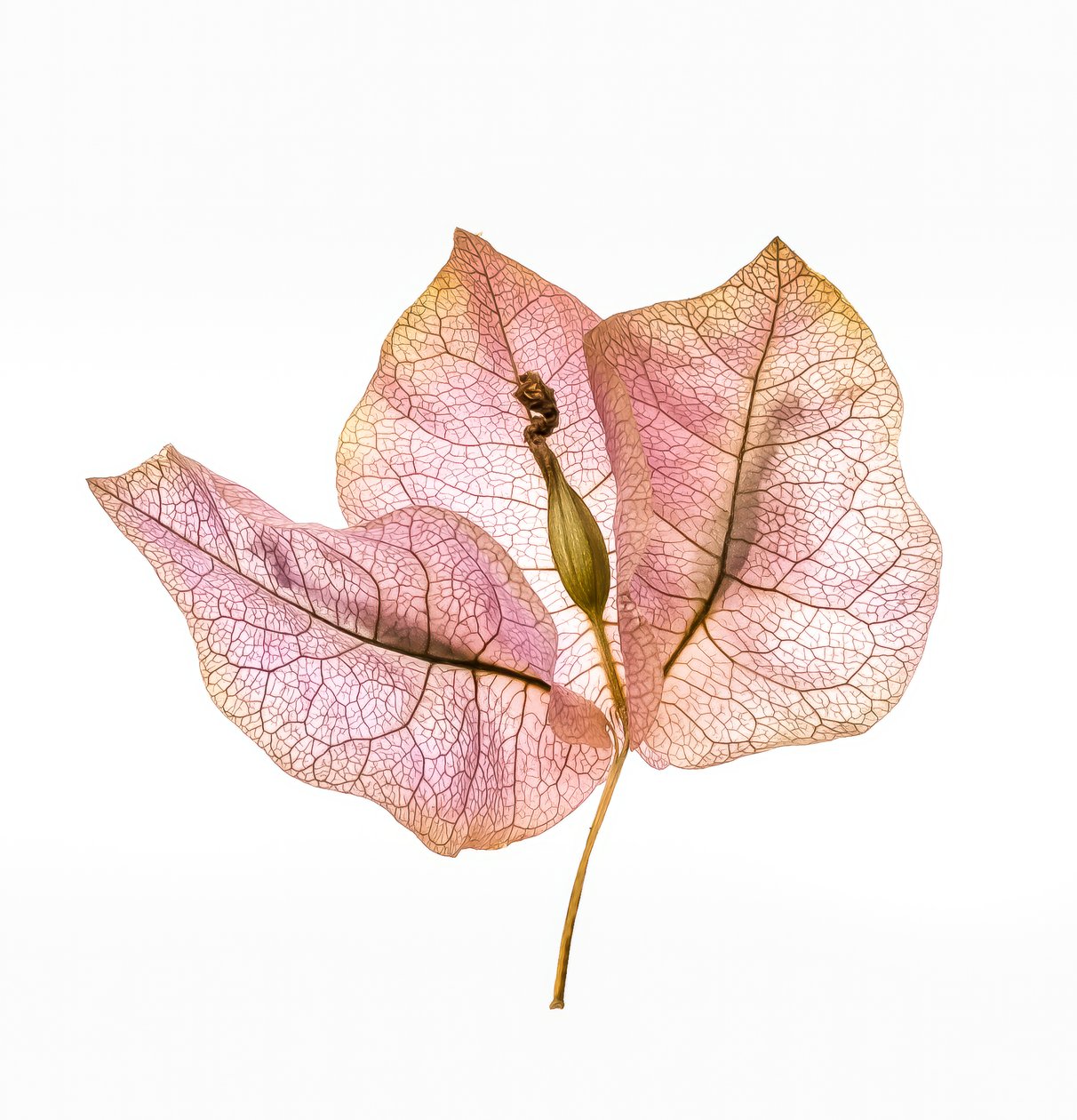 Bougainvillea Bract No. 01, 2020 (fénykép) alkotó: Steve Gallagher