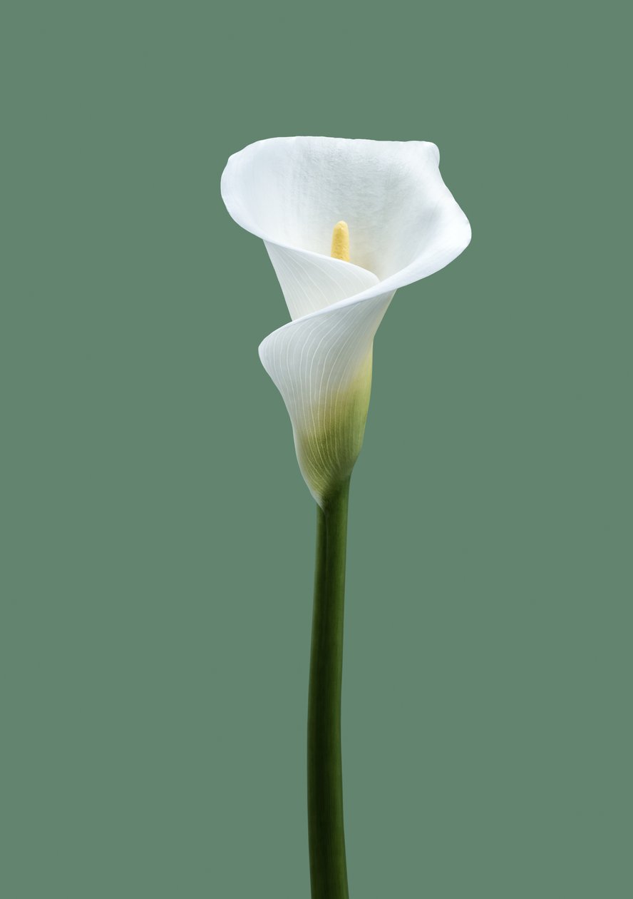 Calla Lily No. 02, 2021 (fénykép) alkotó: Steve Gallagher
