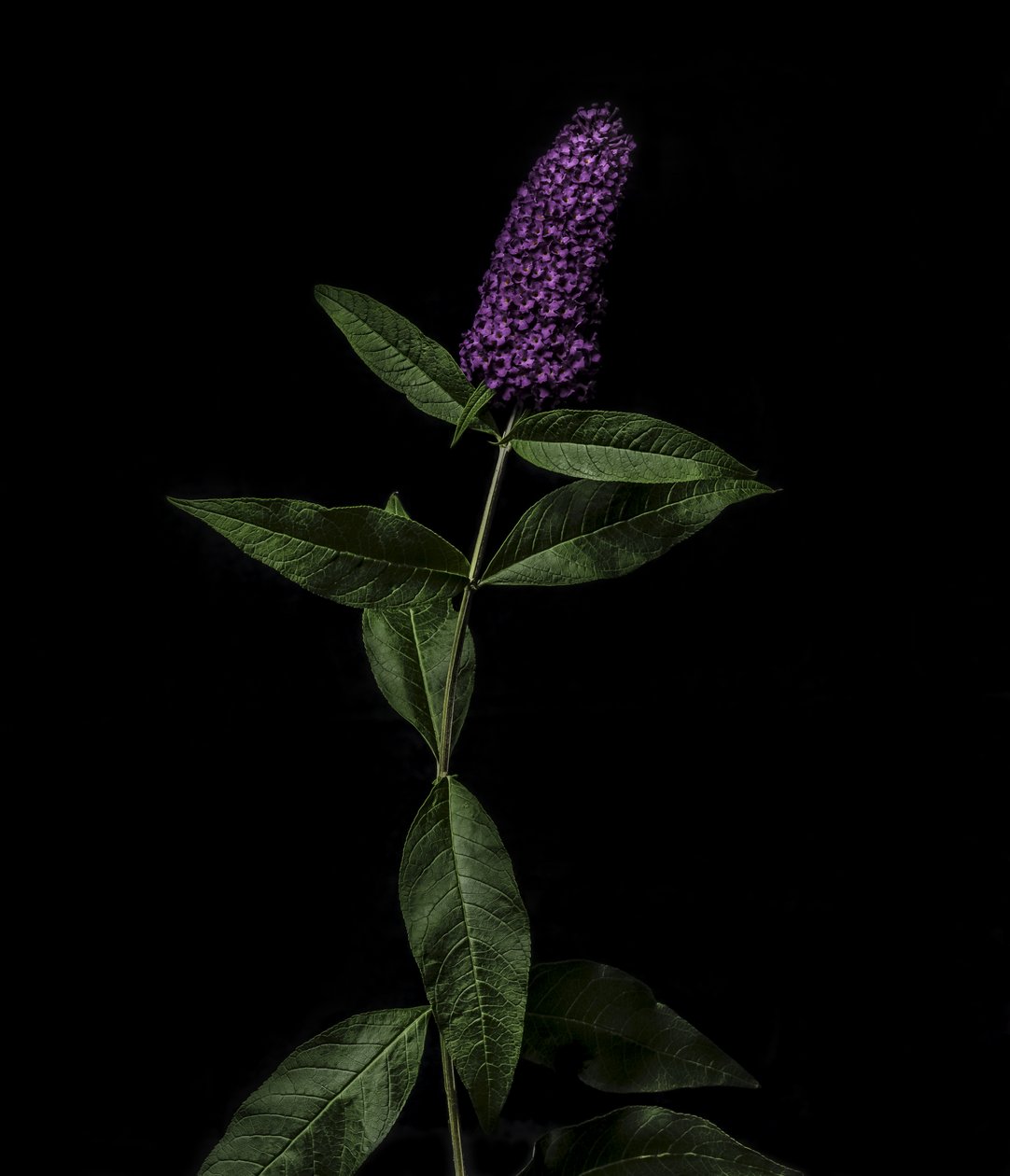 Bíbor Buddleja, 2020 (fotó) alkotó: Steve Gallagher
