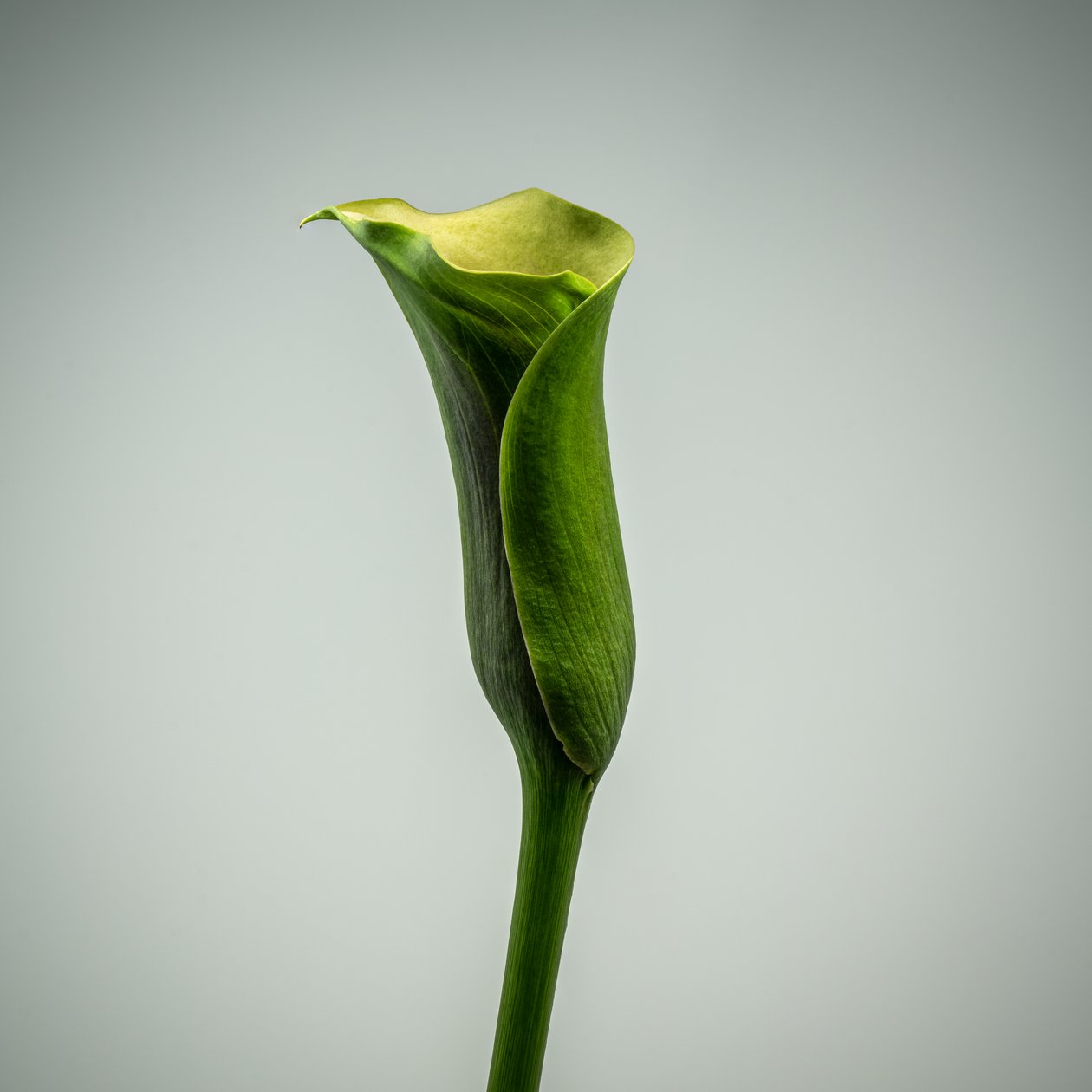 Egyetlen zöld Calla Lily, 2020 (fénykép) alkotó: Steve Gallagher