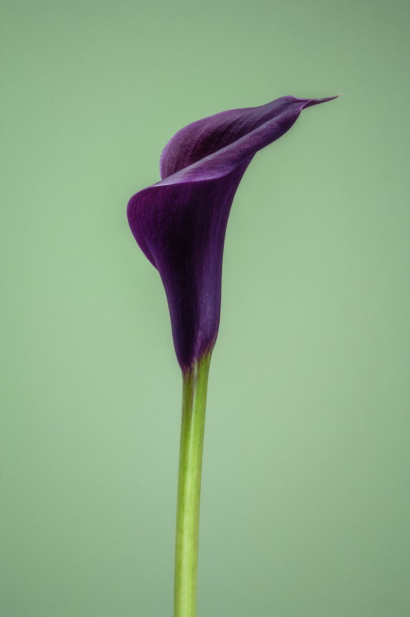 Egyetlen lila Calla Lily, 2021 (fénykép) alkotó: Steve Gallagher