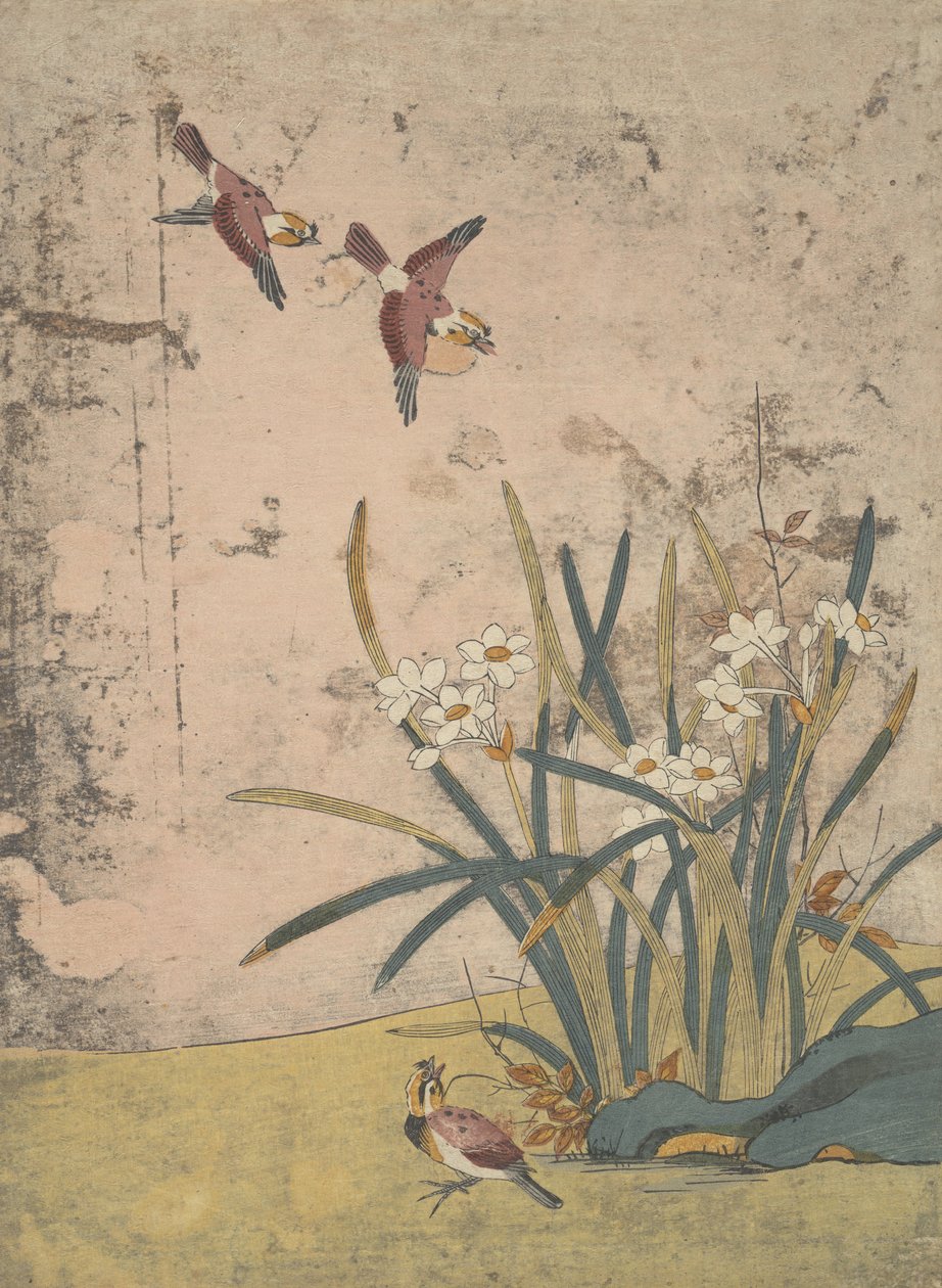 Madarak és Nárcisz. alkotó: Suzuki Harunobu