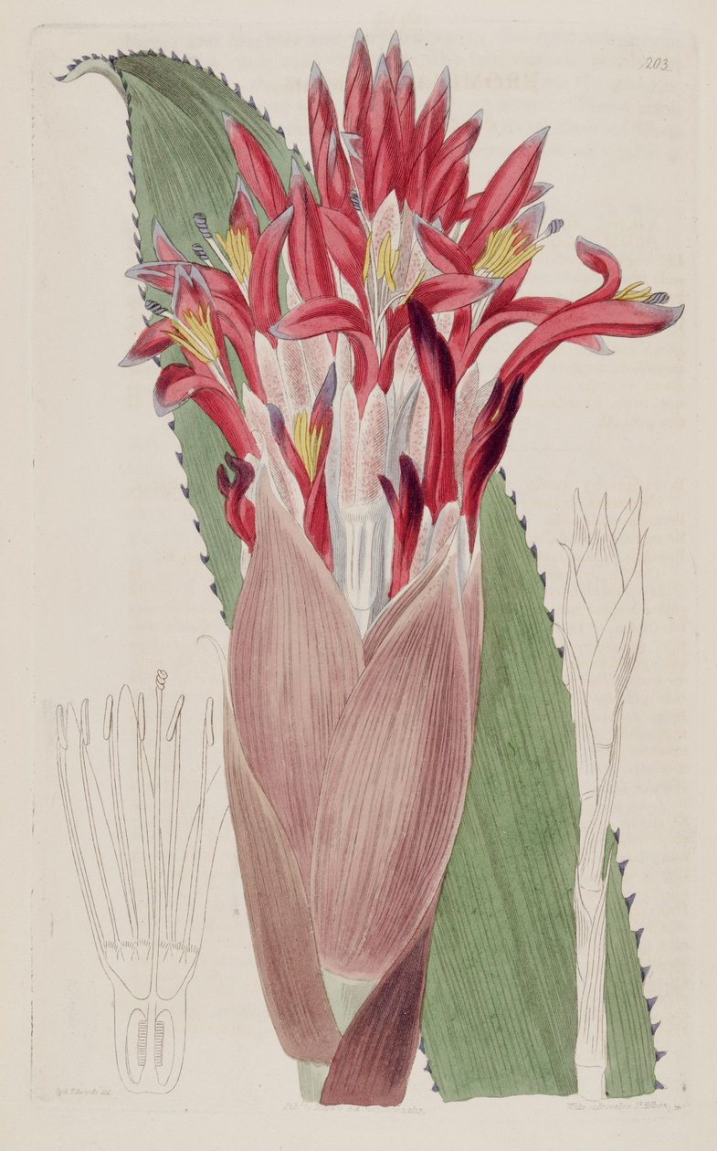 Aechmea nudicaulis illusztrációja (mint syn Bromelia nudicaulis) alkotó: Sydenham Teast Edwards