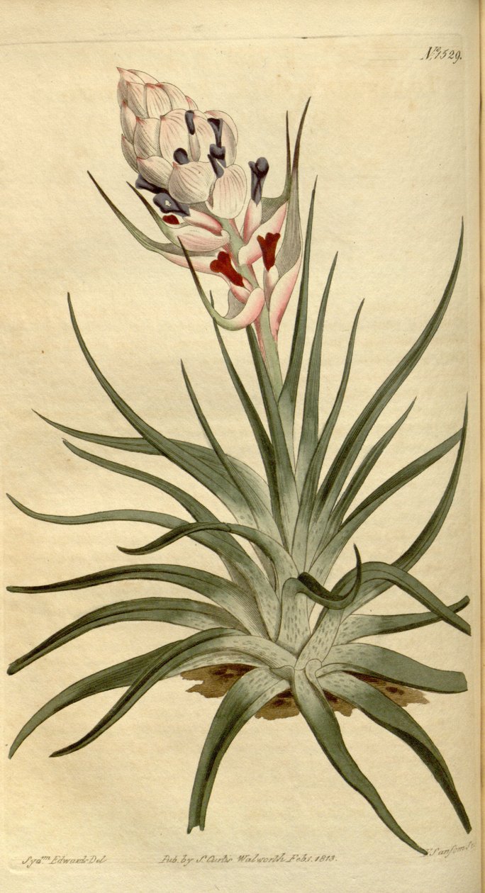 Tillandsia stricta illusztrációja alkotó: Sydenham Teast Edwards