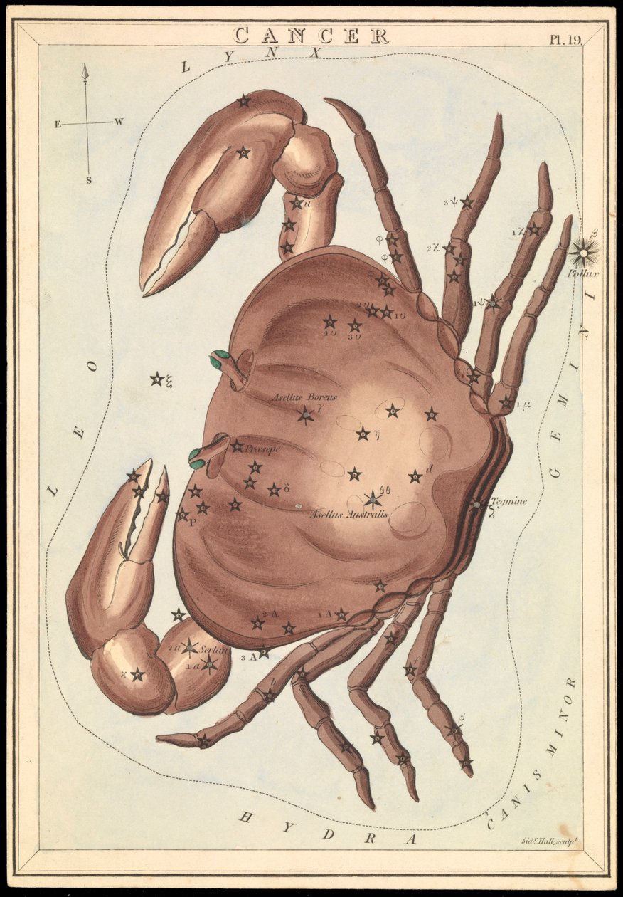 Rák, 1825 körüli (kártya, papír, szövet ) alkotó: Sydney Hall