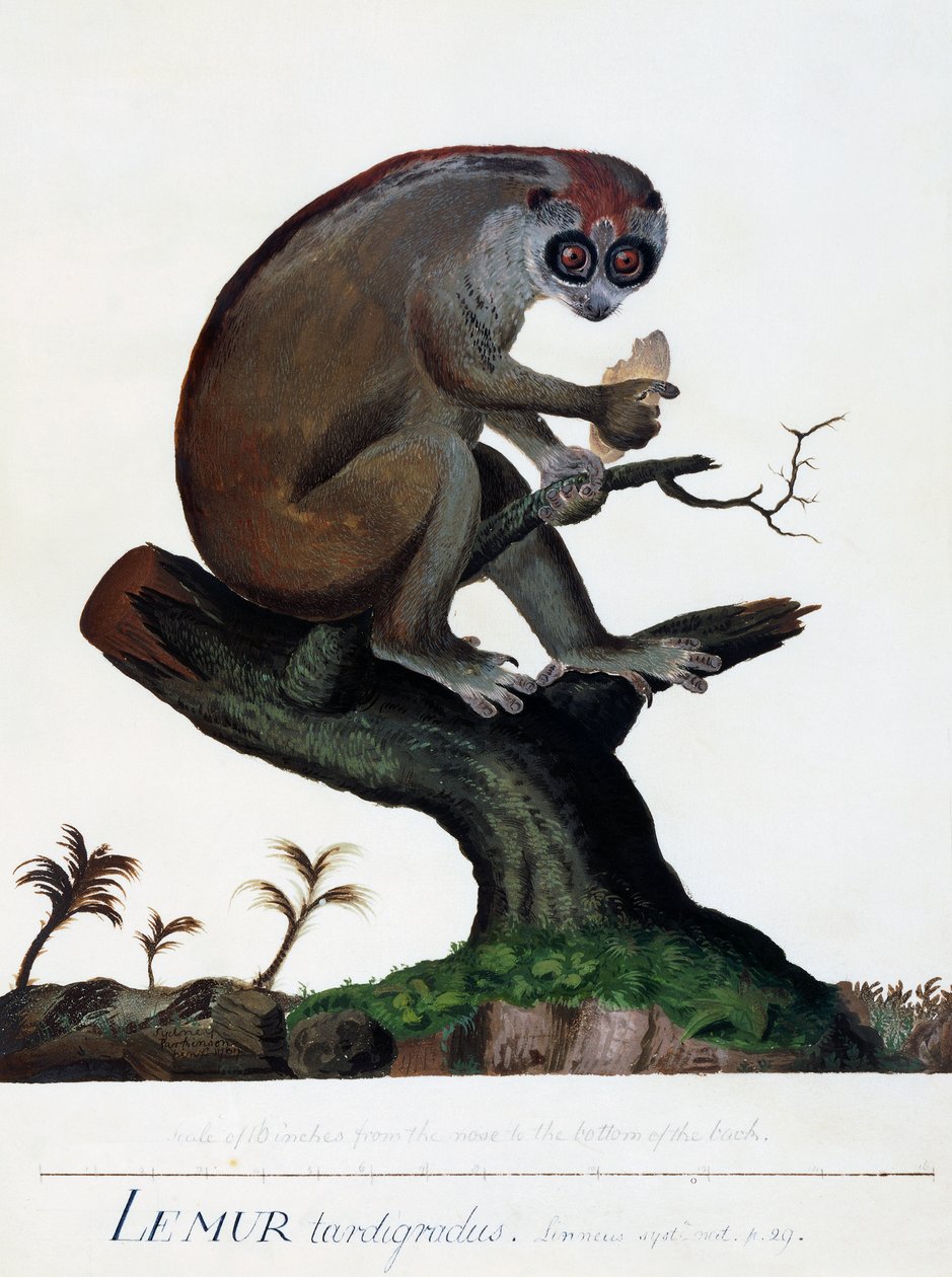 Lemur lassú alkotó: Sydney Parkinson