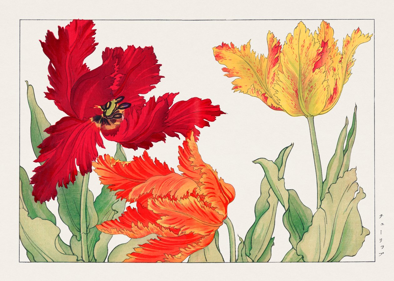 Papagáj tulipán a "Seiyou Sokazufu"-ból alkotó: Tanigami Konan