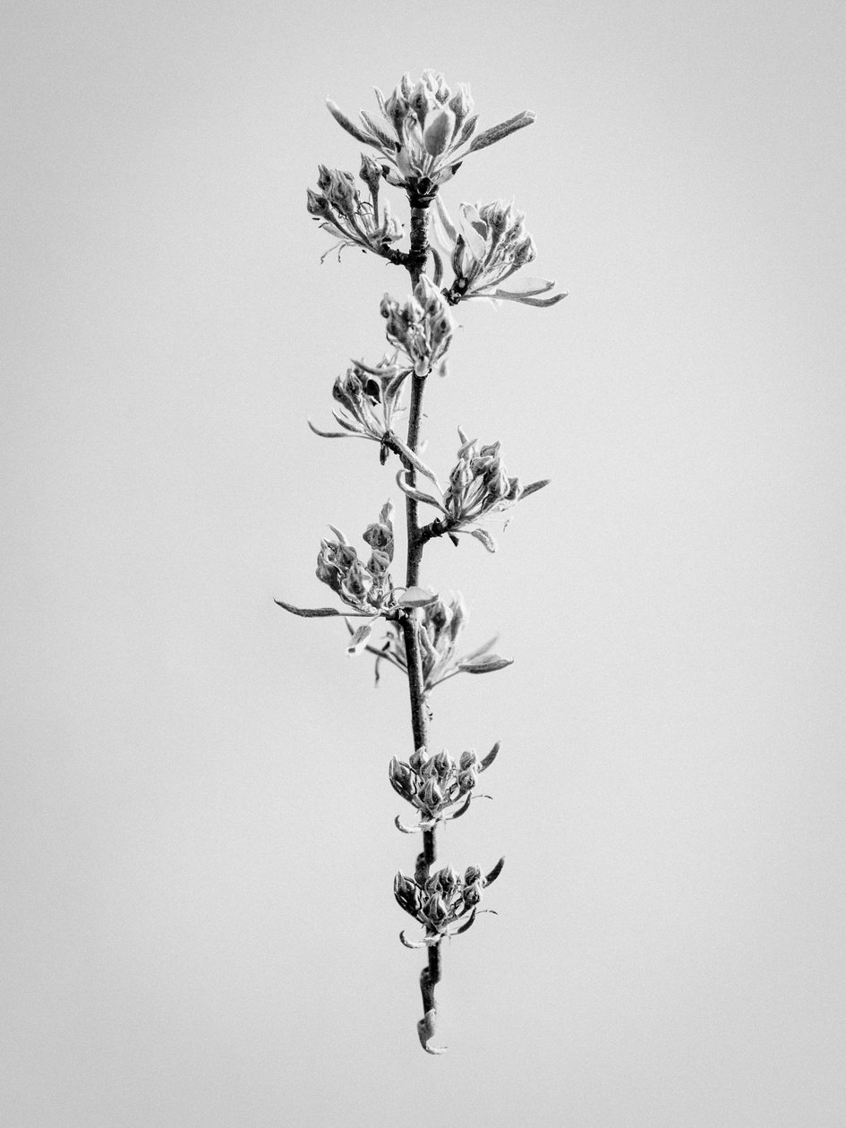Amid the Flowers 59, 2021 (f/w fotó) alkotó: Teis Albers