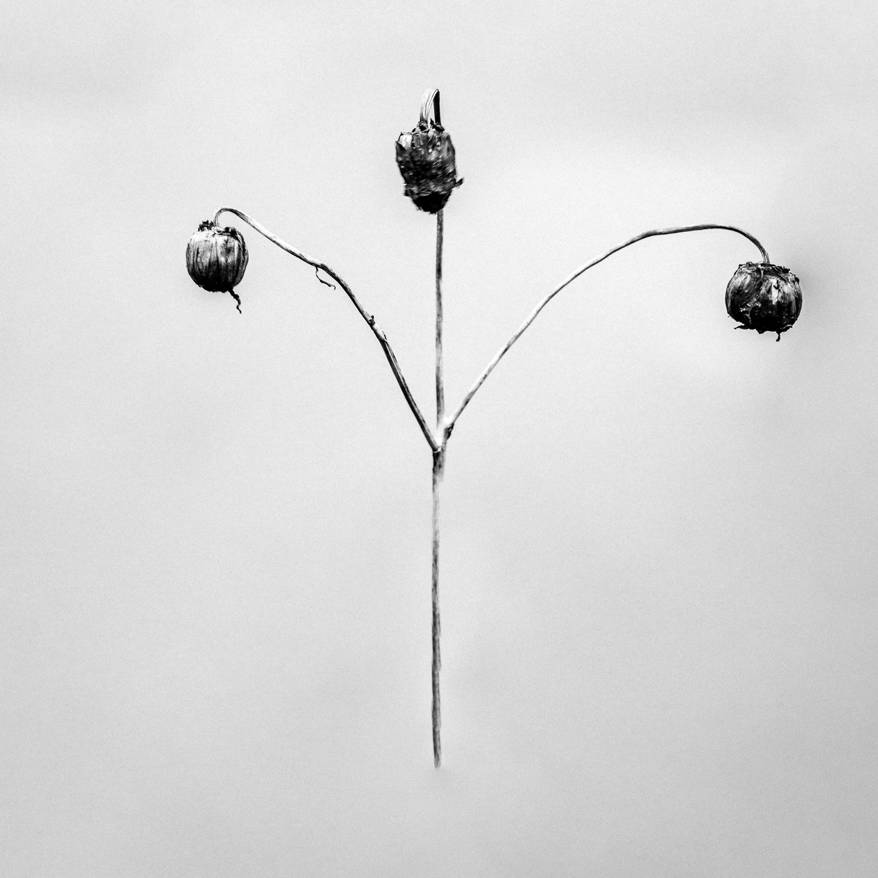 Amid the Flowers 75, 2021 (f/w fotó) alkotó: Teis Albers