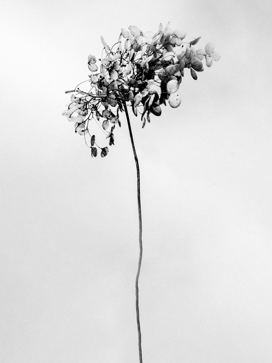 Amid the Flowers 78, 2021 (f/w fotó) alkotó: Teis Albers