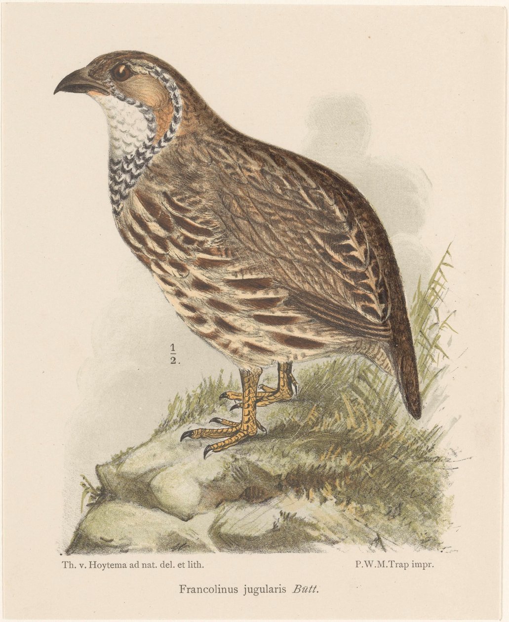 Fogoly (francolinus jugularis) alkotó: Theo van Hoytema