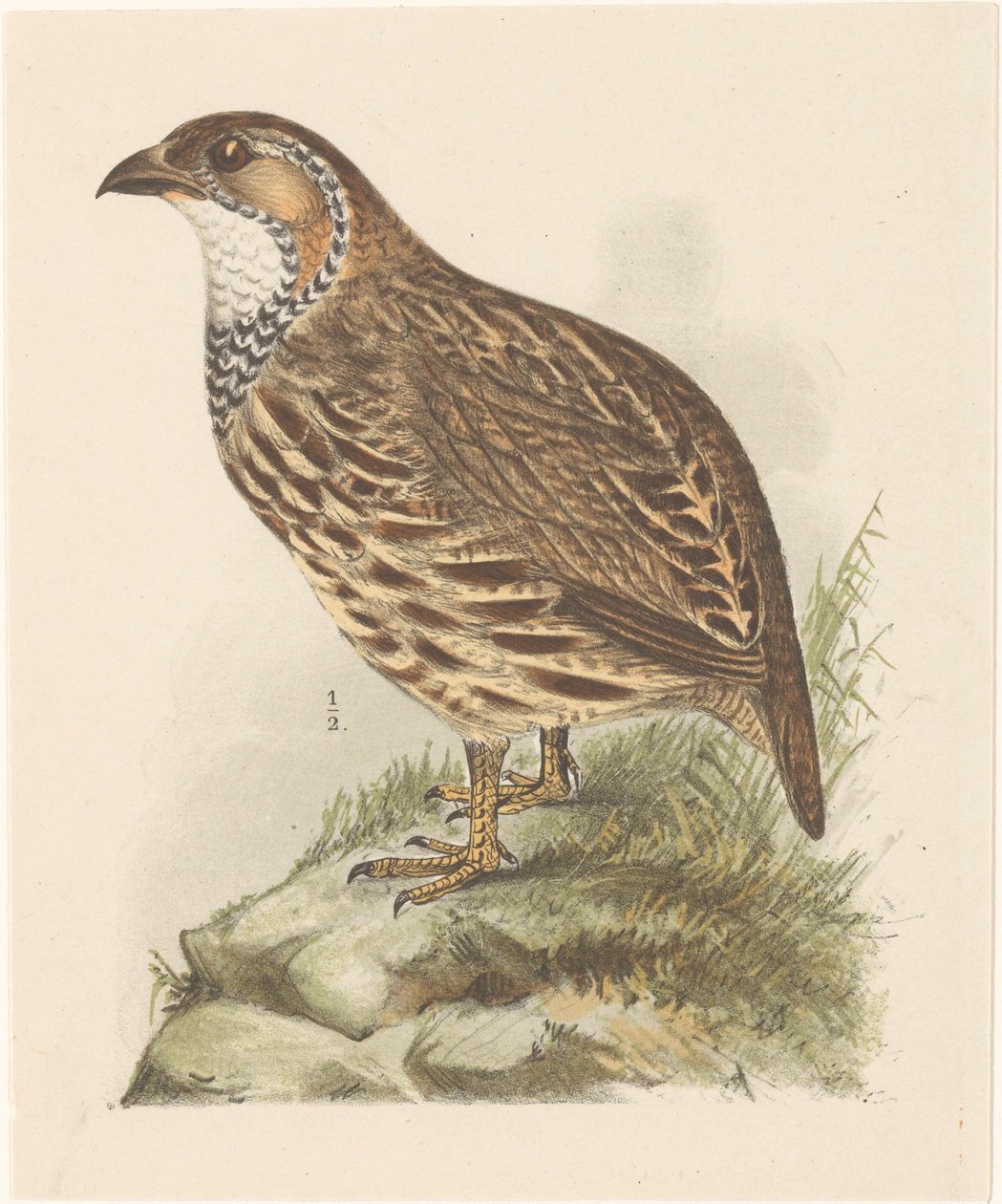 Fogoly (francolinus jugularis) alkotó: Theo van Hoytema
