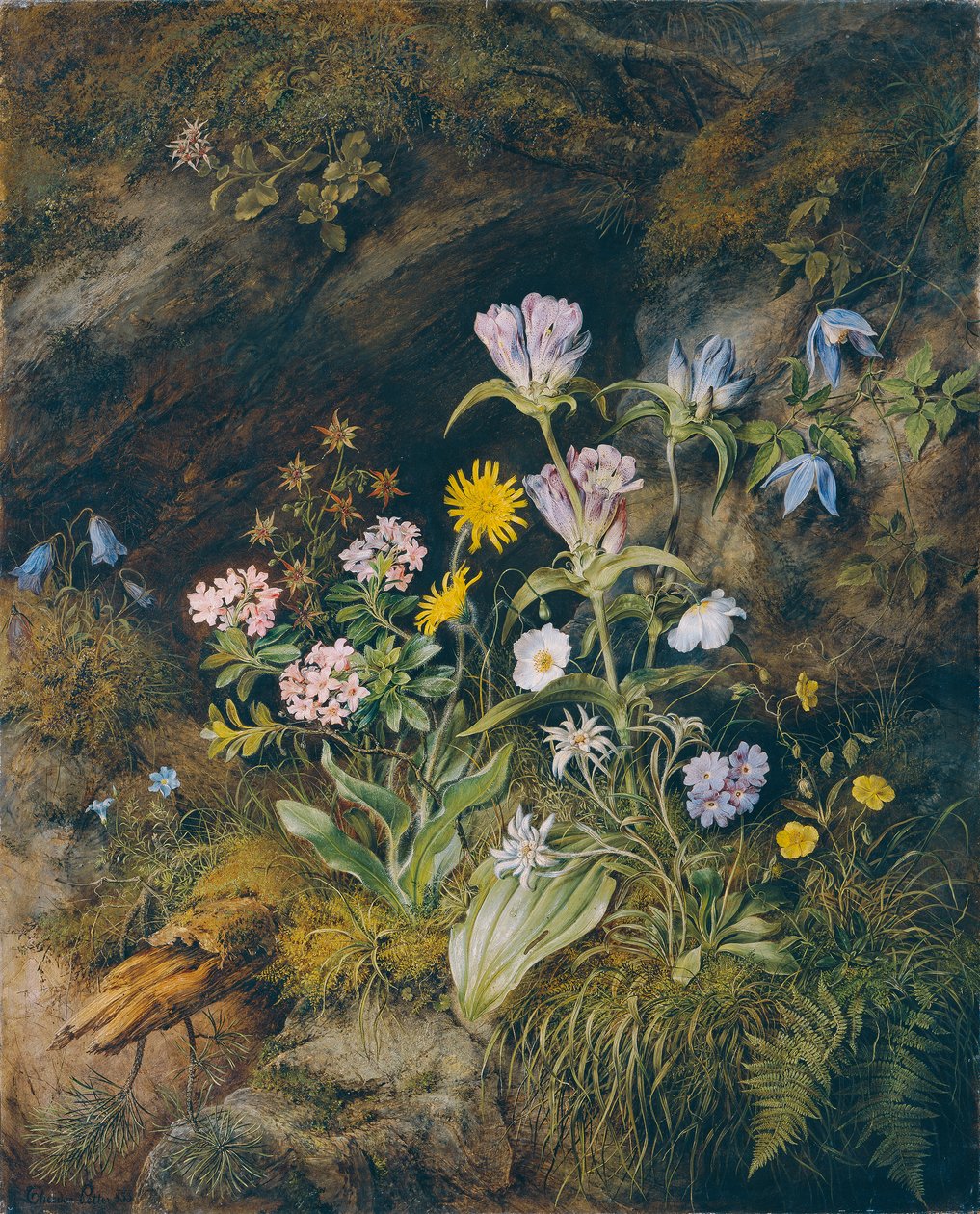 Alpesi flóra alkotó: Theodor Josef Petter