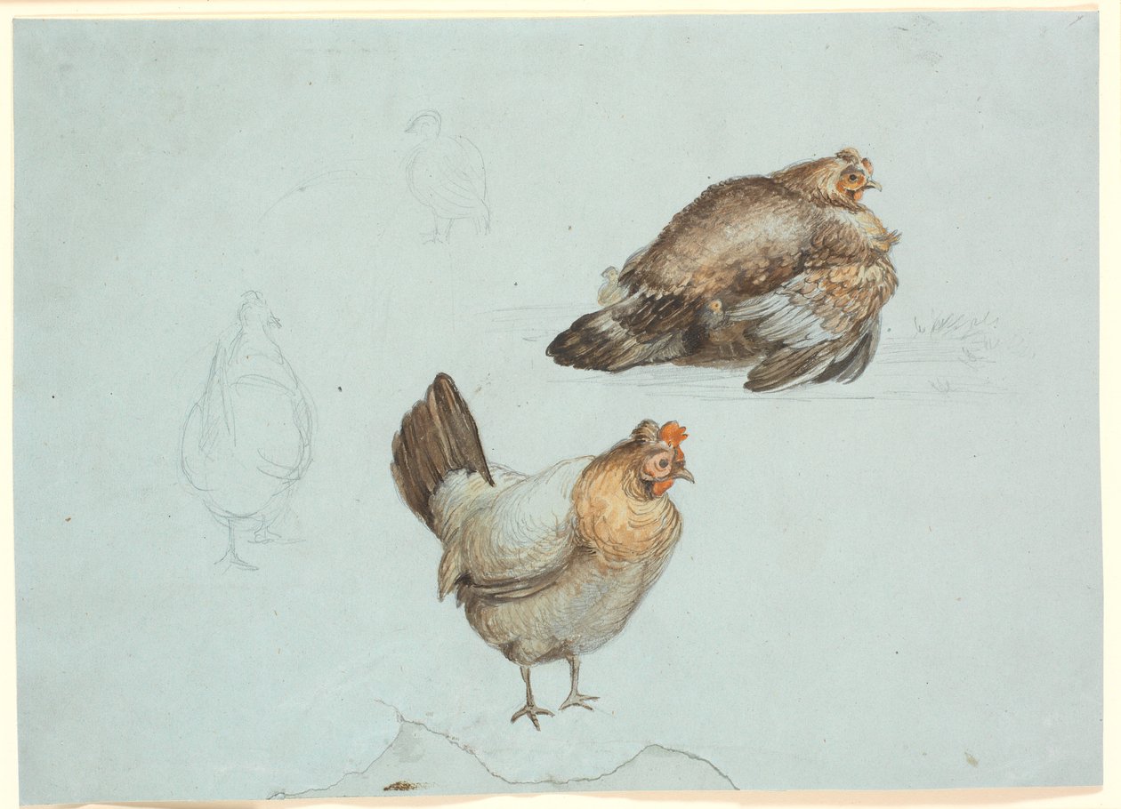 Csirkék. Tanulmány alkotó: Theodor Philipsen