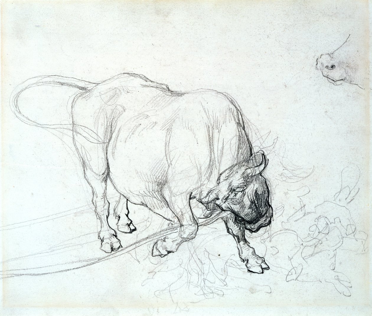 Egy bika tanulmányozása alkotó: Theodore Gericault