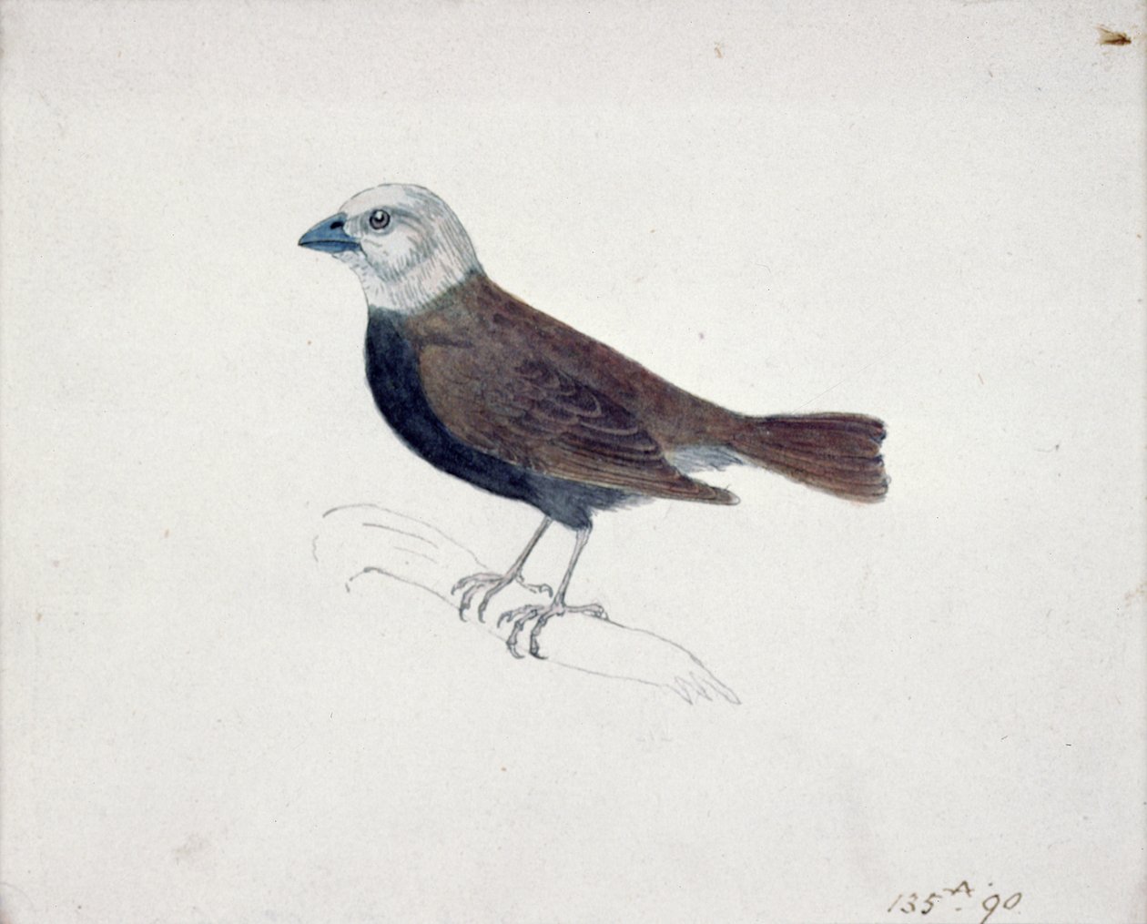 Malakkai keresztcsőr (fametszet) alkotó: Thomas Bewick