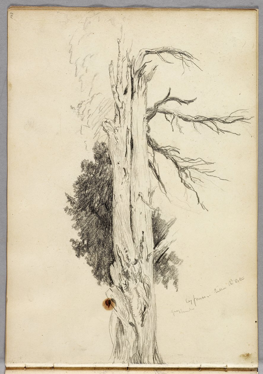 Cypress, Villa dEste, 1832 alkotó: Thomas Cole