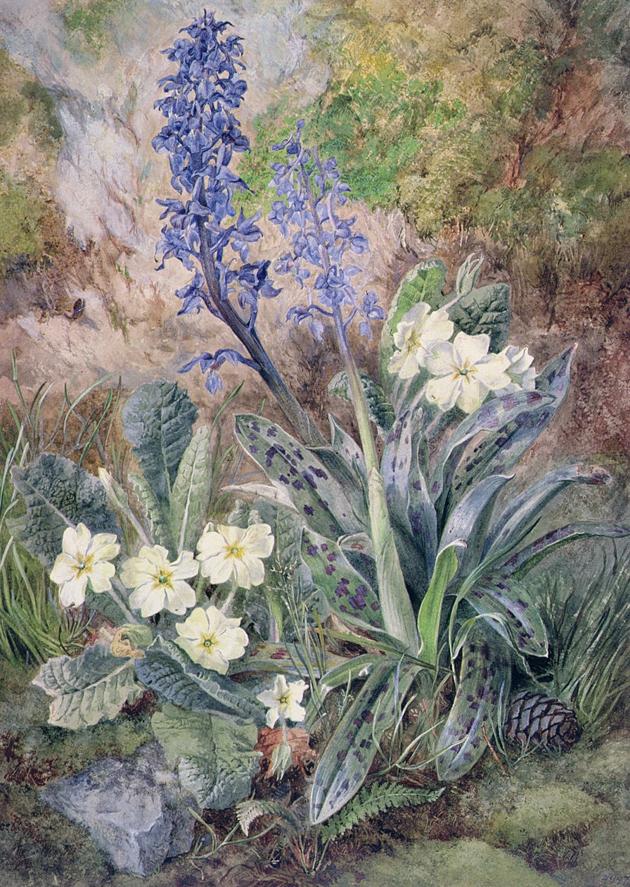 Lila orchidea és kankalin alkotó: Thomas Collier