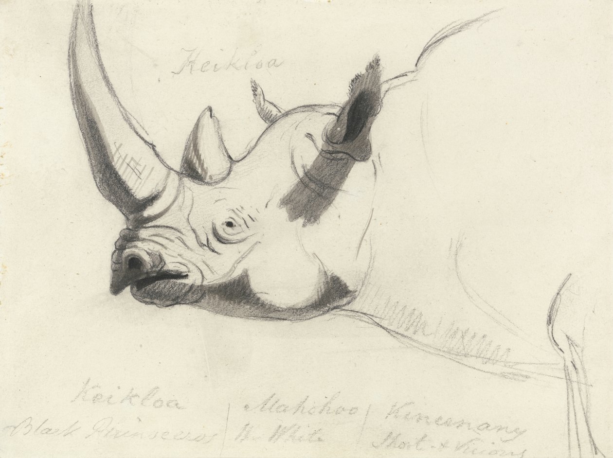 Egy orrszarvú, fej és váll, balra néz (fekete kréta és szürke mosás papíron) alkotó: Thomas Daniell