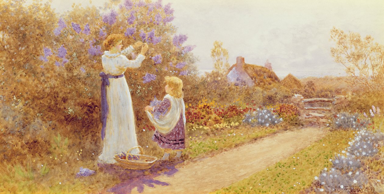 Lilaakác, 1899 alkotó: Thomas James Lloyd