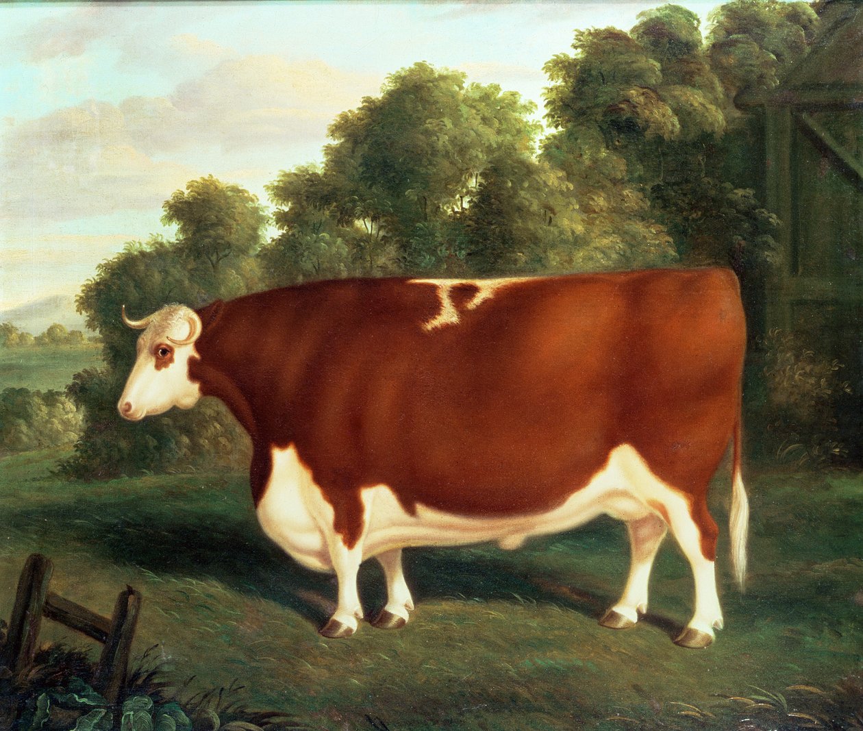 Ökör, 1850 körül alkotó: Thomas Roebuck
