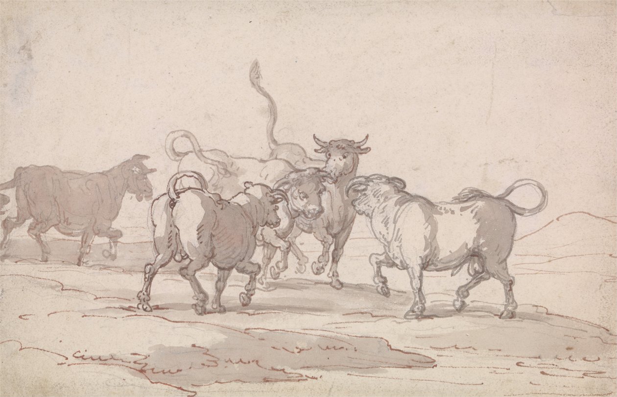 Öt bika csoportja harcolni készül alkotó: Thomas Rowlandson