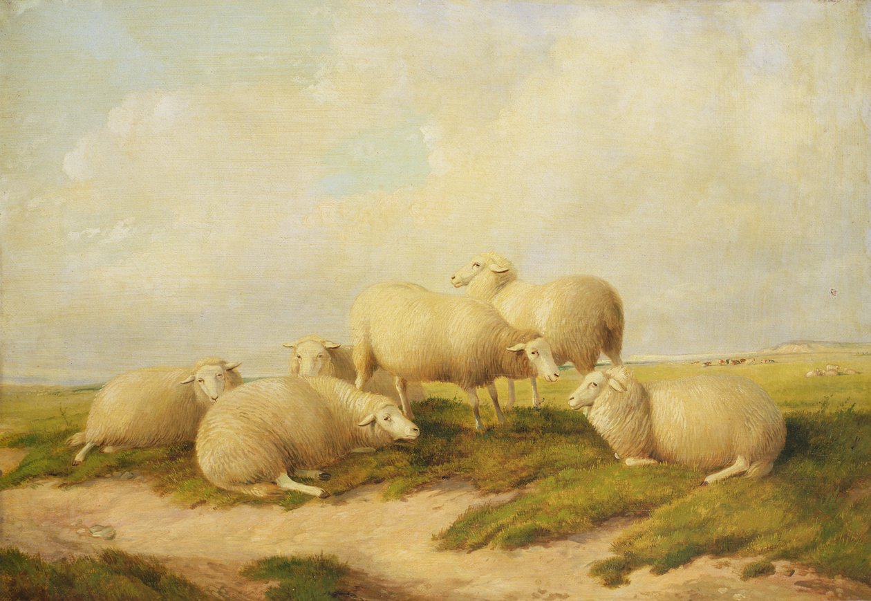 Juh alkotó: Thomas Sidney Cooper