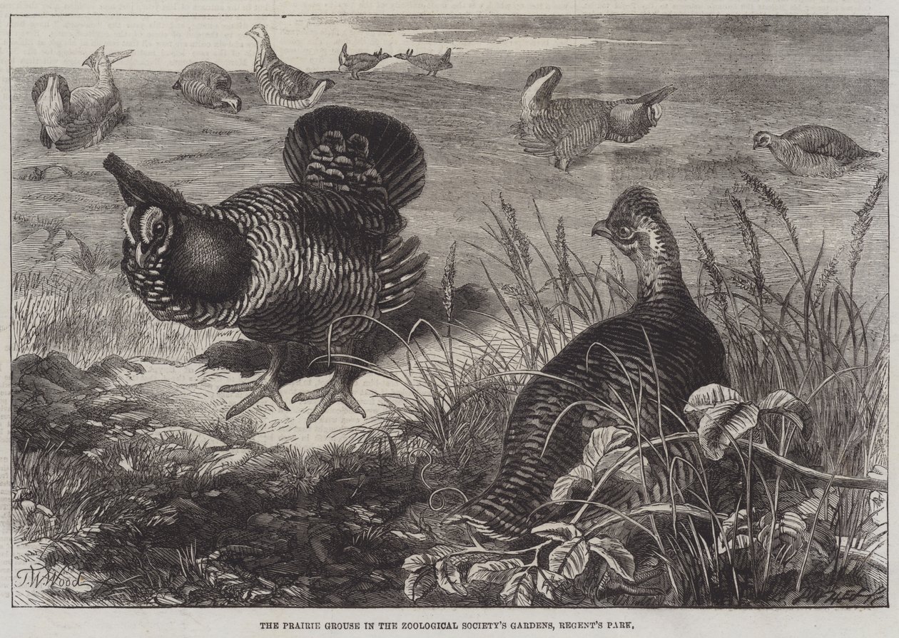 A Prairie Grouse a Zoological Society