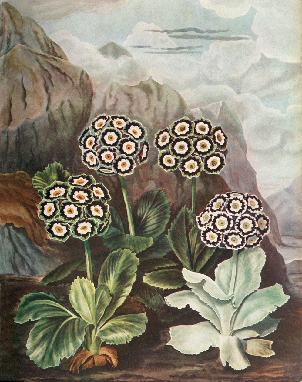 Auriculas, c1802-1821, 1948 alkotó: Thomas Baxter