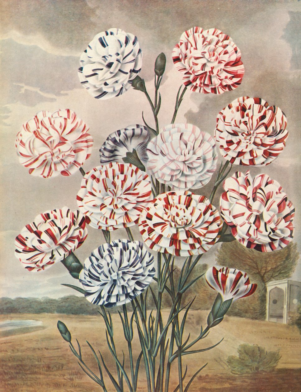 Picotees, c1802-1821, 1948. alkotó: Thomas Baxter