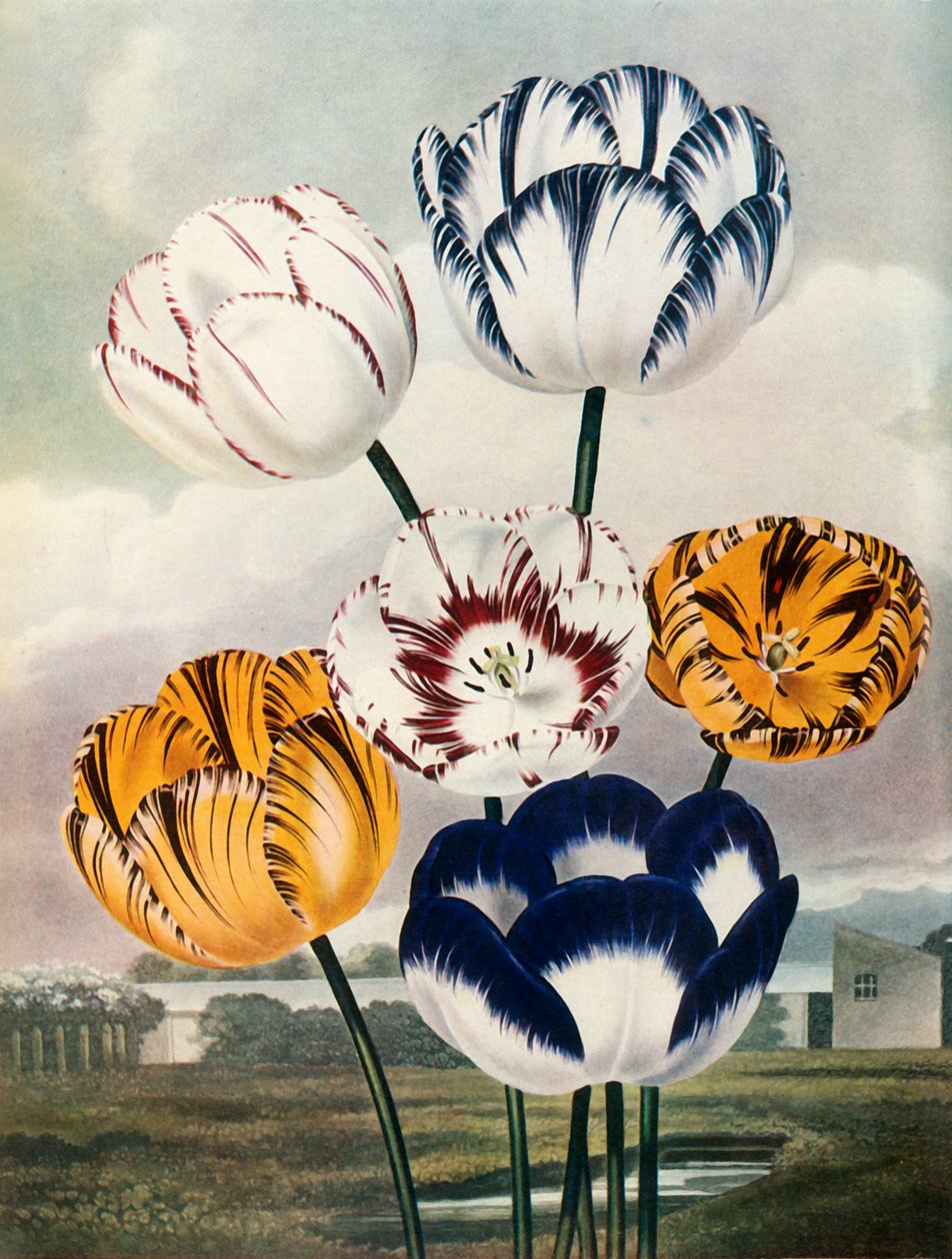 Tulipánok, 1802-1821, 1948. alkotó: Thomas Baxter