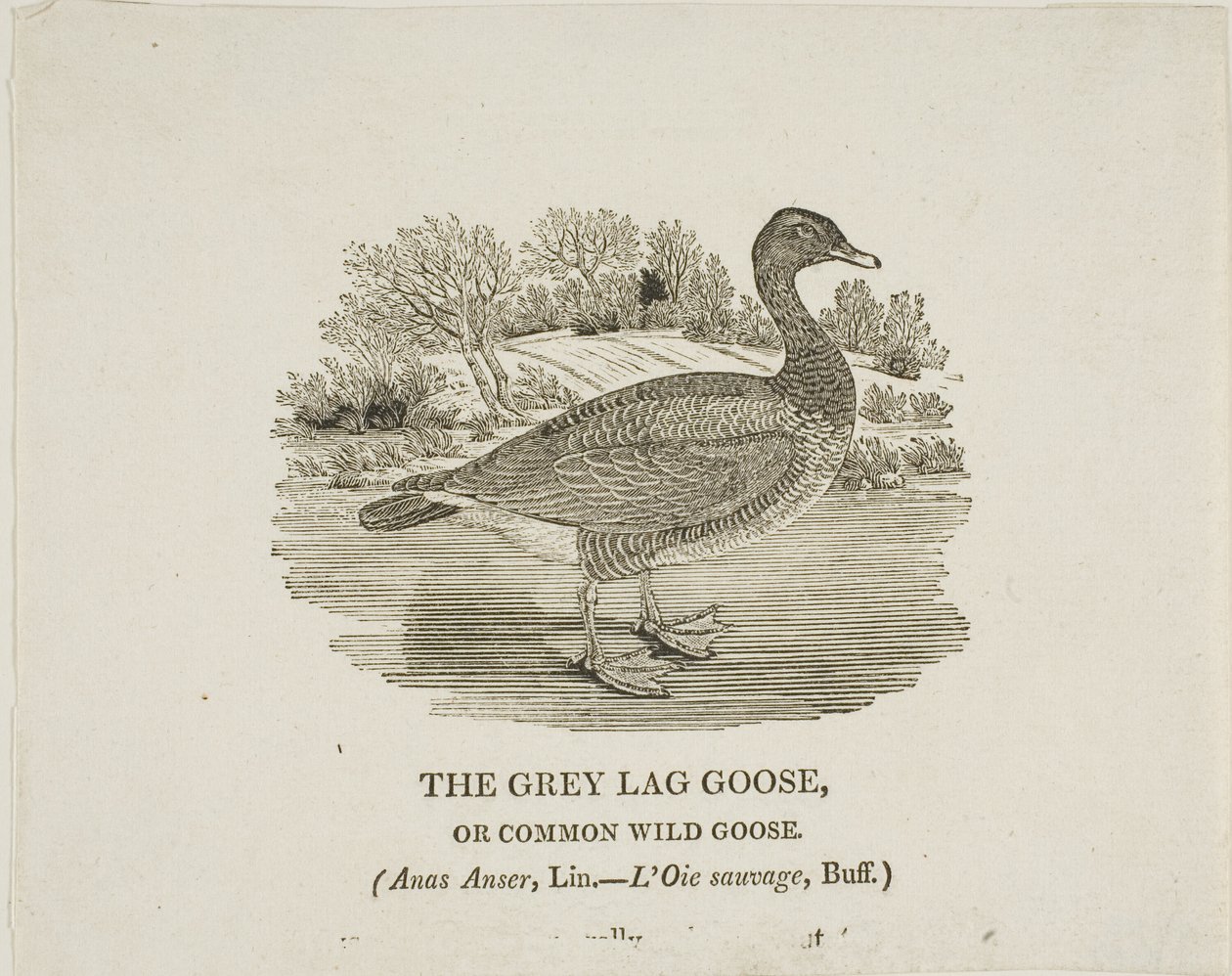 Grey Lag Goose alkotó: Thomas Bewick