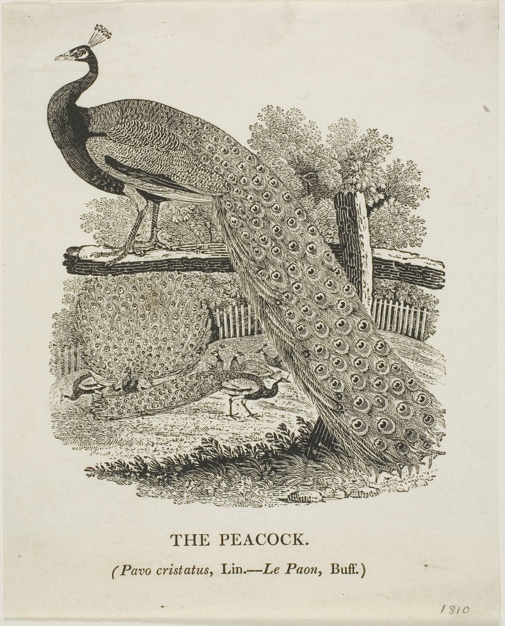 Páva alkotó: Thomas Bewick