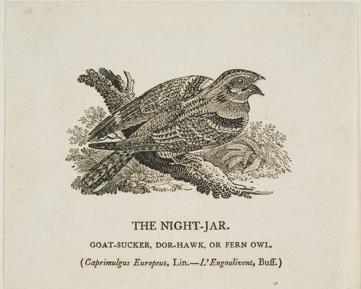 Az éjszakai tégely alkotó: Thomas Bewick