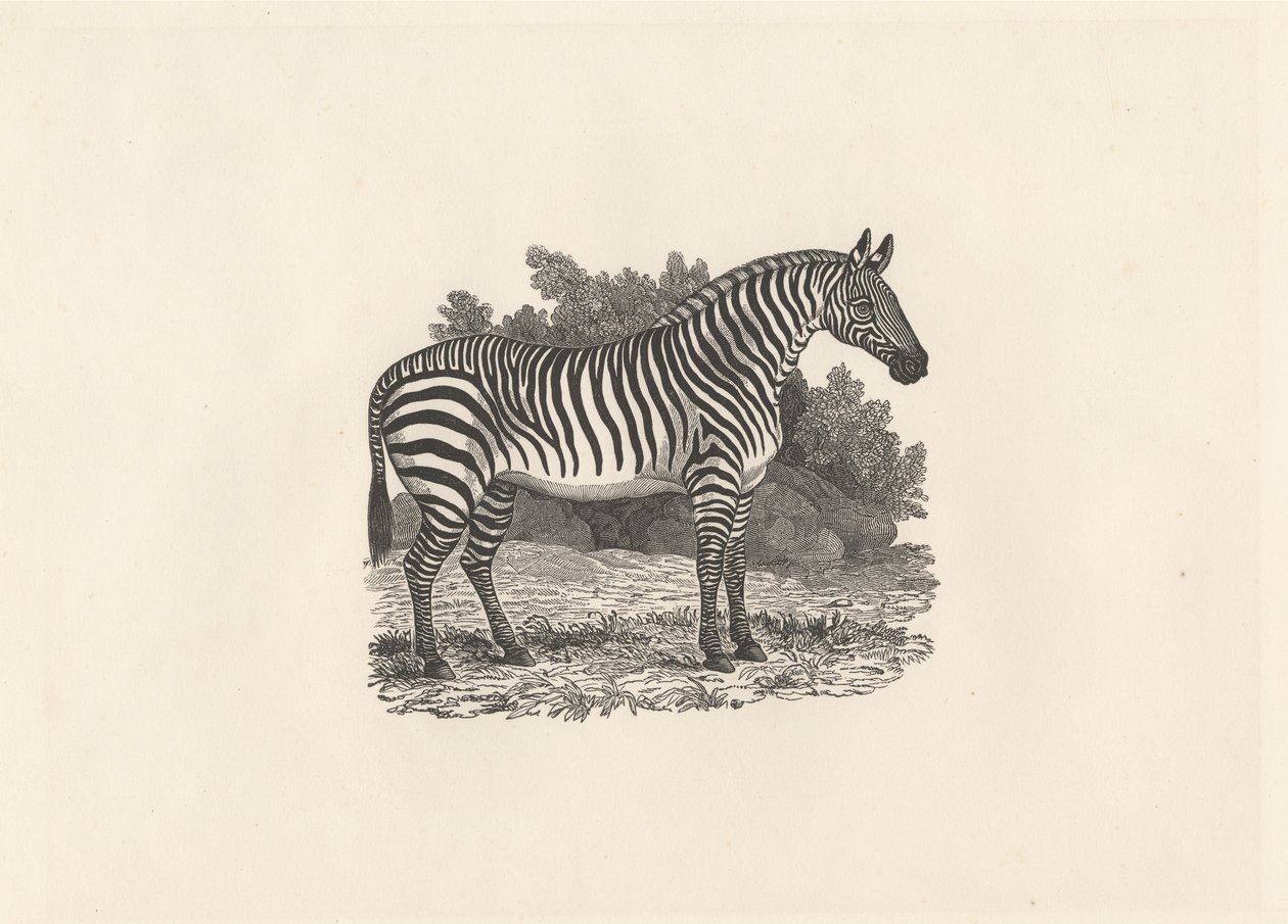 Zebra alkotó: Thomas Bewick